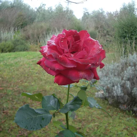 Il Cigliere Your In The Heart Of Tuscany